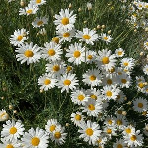 Meet your Posher, Connie